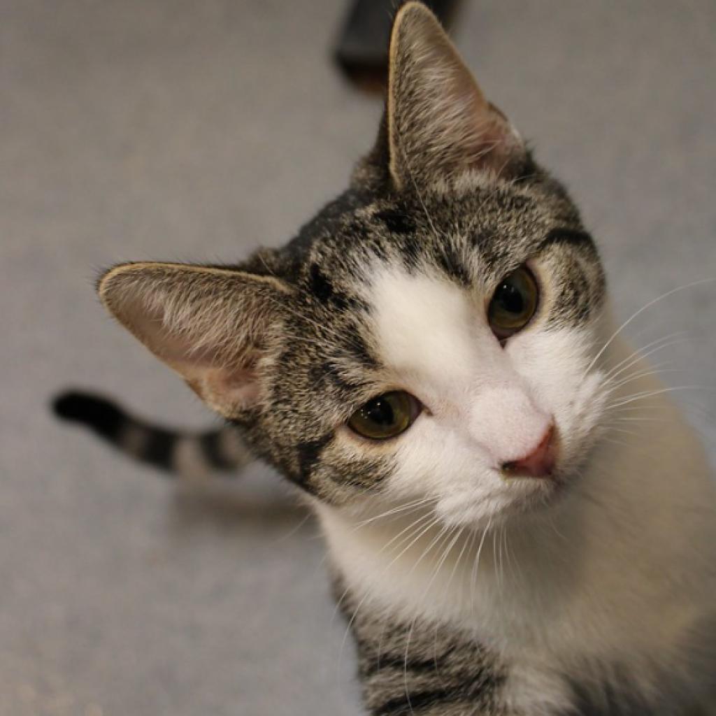 Enlarge Squizzle, a Adoptable Domestic Short Hair in Defiance, OH image 5/6