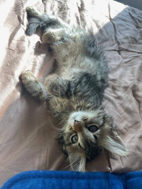 Enlarge Purrfect, a Adoptable Domestic Long Hair in Grand Prairie, TX image 1/6