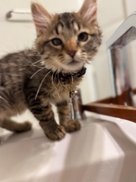 Enlarge Purrfect, a Adoptable Domestic Long Hair in Grand Prairie, TX image 2/6