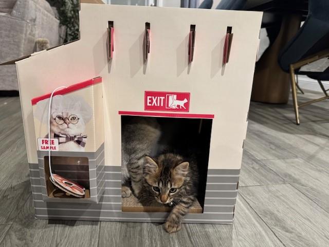 Enlarge Purrfect, a Adoptable Domestic Long Hair in Grand Prairie, TX image 5/6