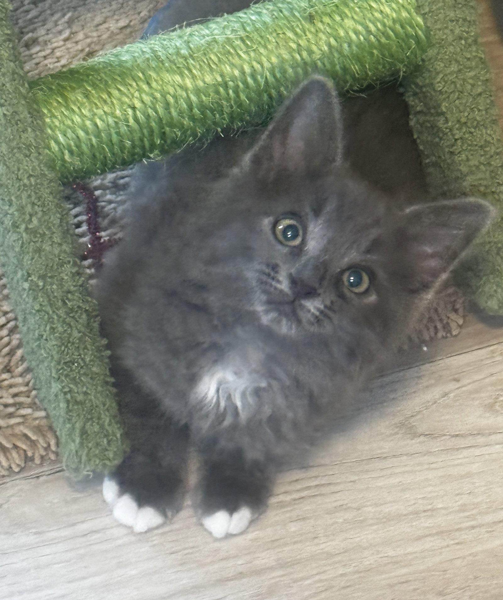 Banyan, a Adopted Domestic Medium Hair in Seal Beach, CA image 1/3