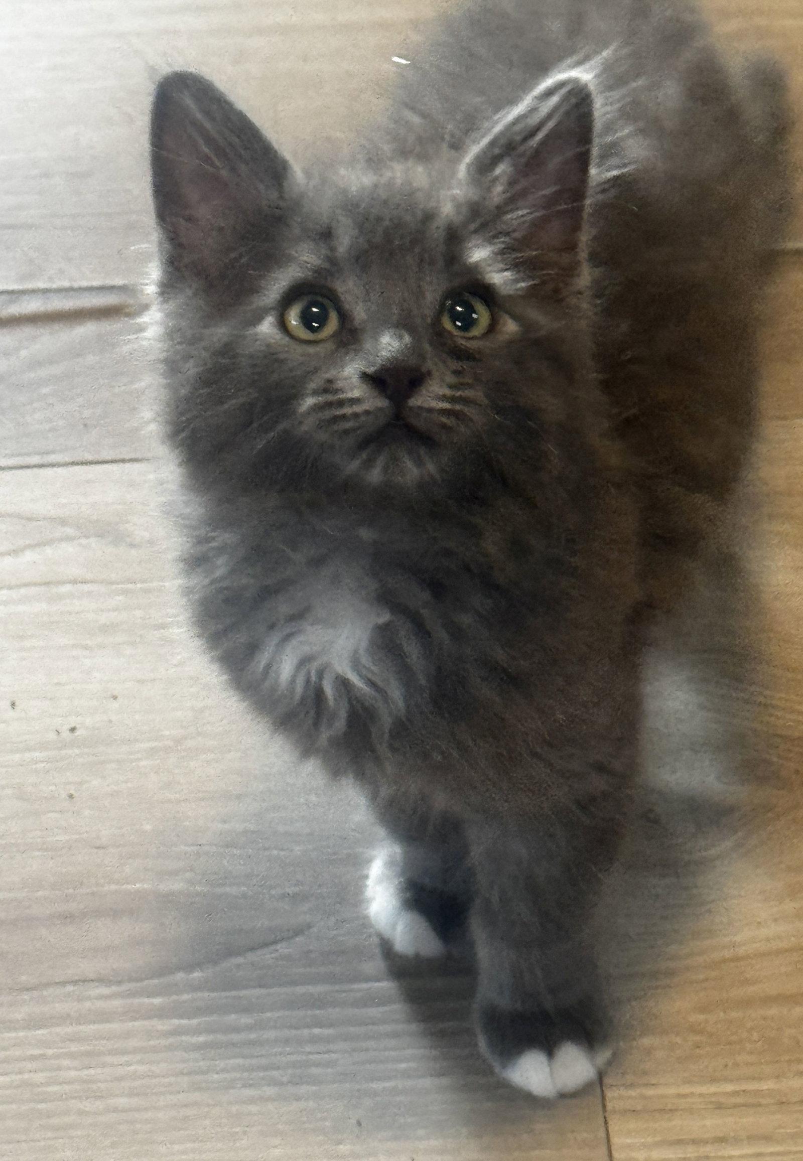 Banyan, a Adopted Domestic Medium Hair in Seal Beach, CA image 2/3