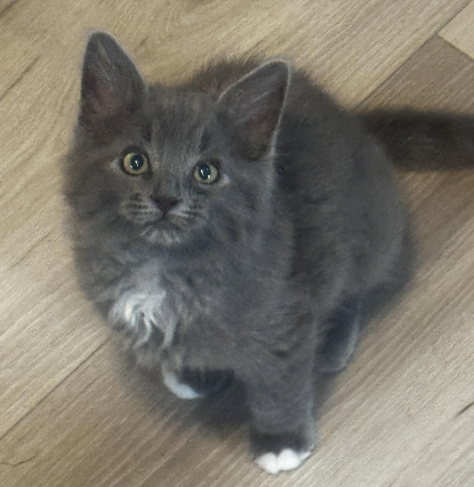 Banyan, a Adopted Domestic Medium Hair in Seal Beach, CA image 3/3