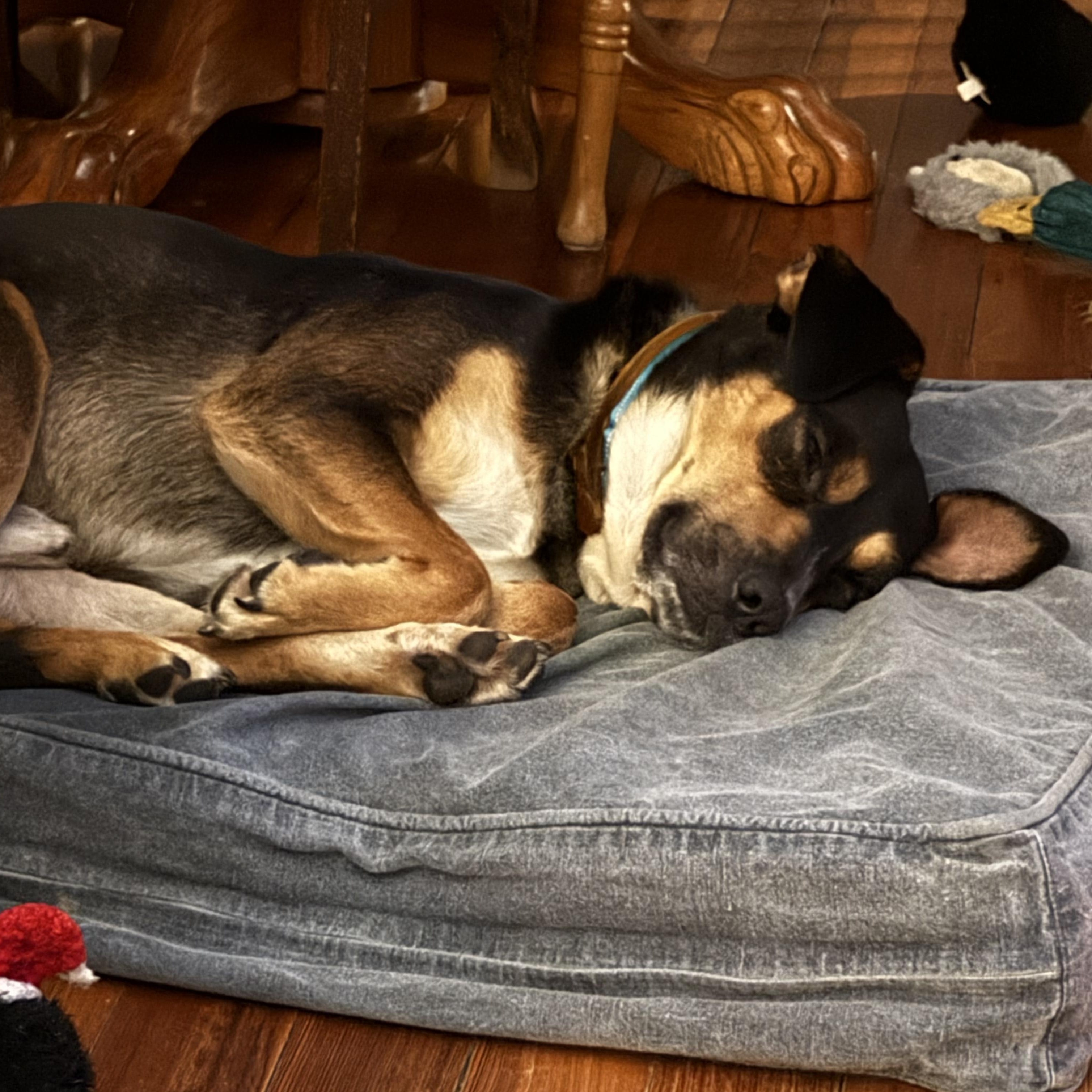 Henry, a Adoptable mixed breed in Guilford, CT image 3/5