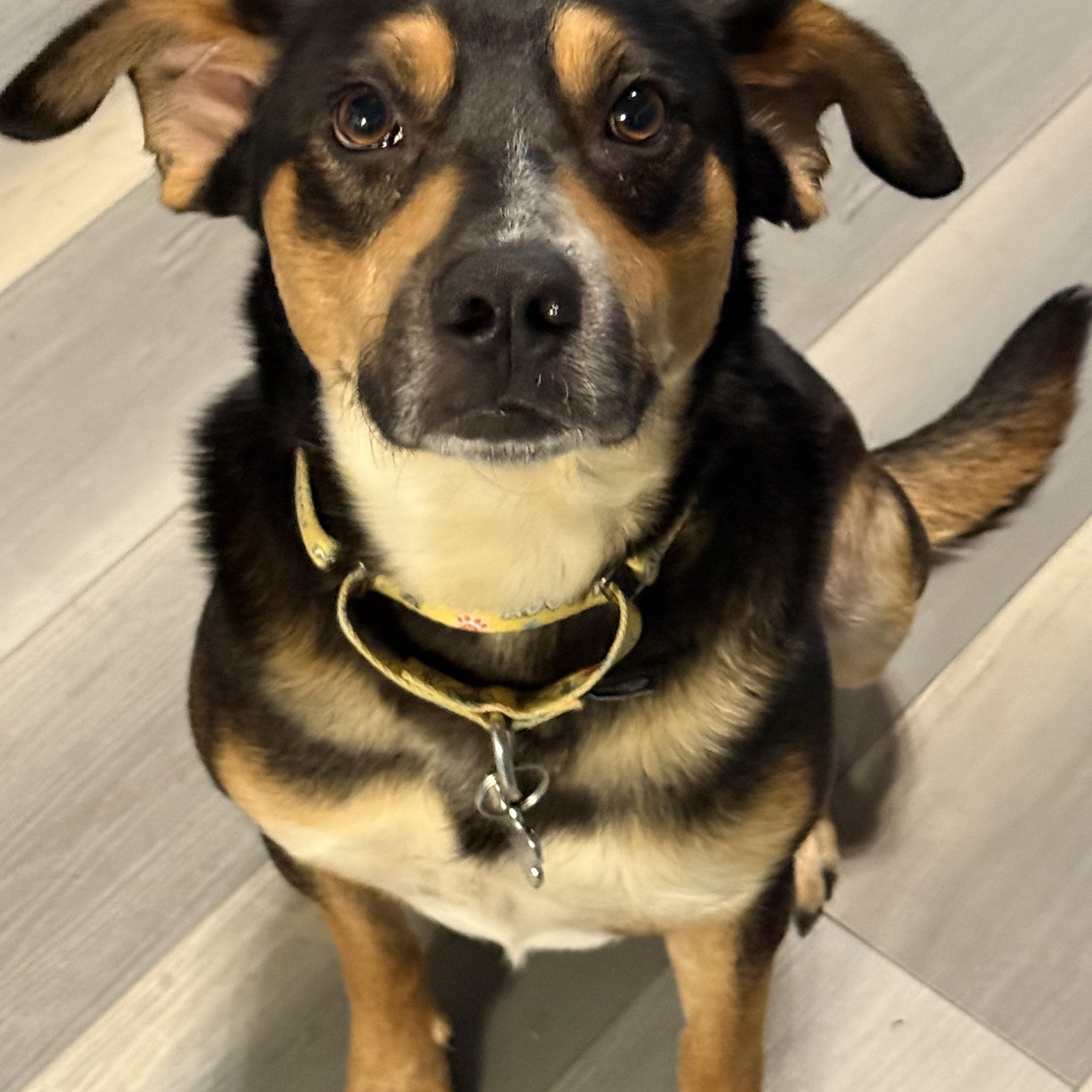 Henry, Adoptable, Adult Male Black Labrador Retriever & Rottweiler.