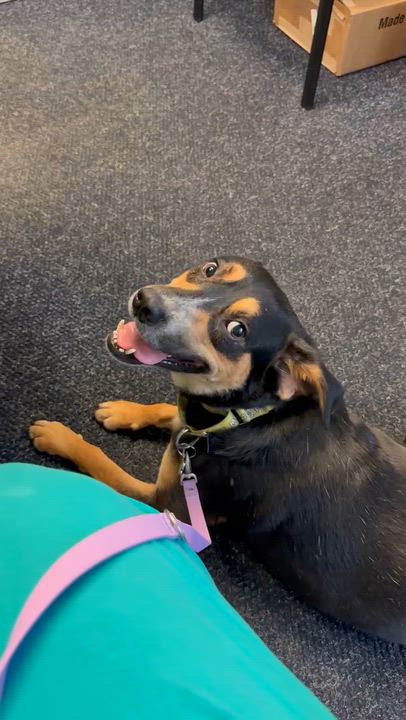 Enlarge Henry, a Adoptable mixed breed in Guilford, CT video 5/5
