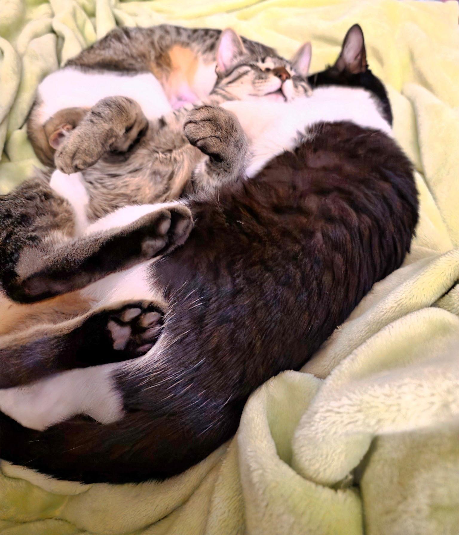 Rosie, Adoptable, Young Female Tabby.