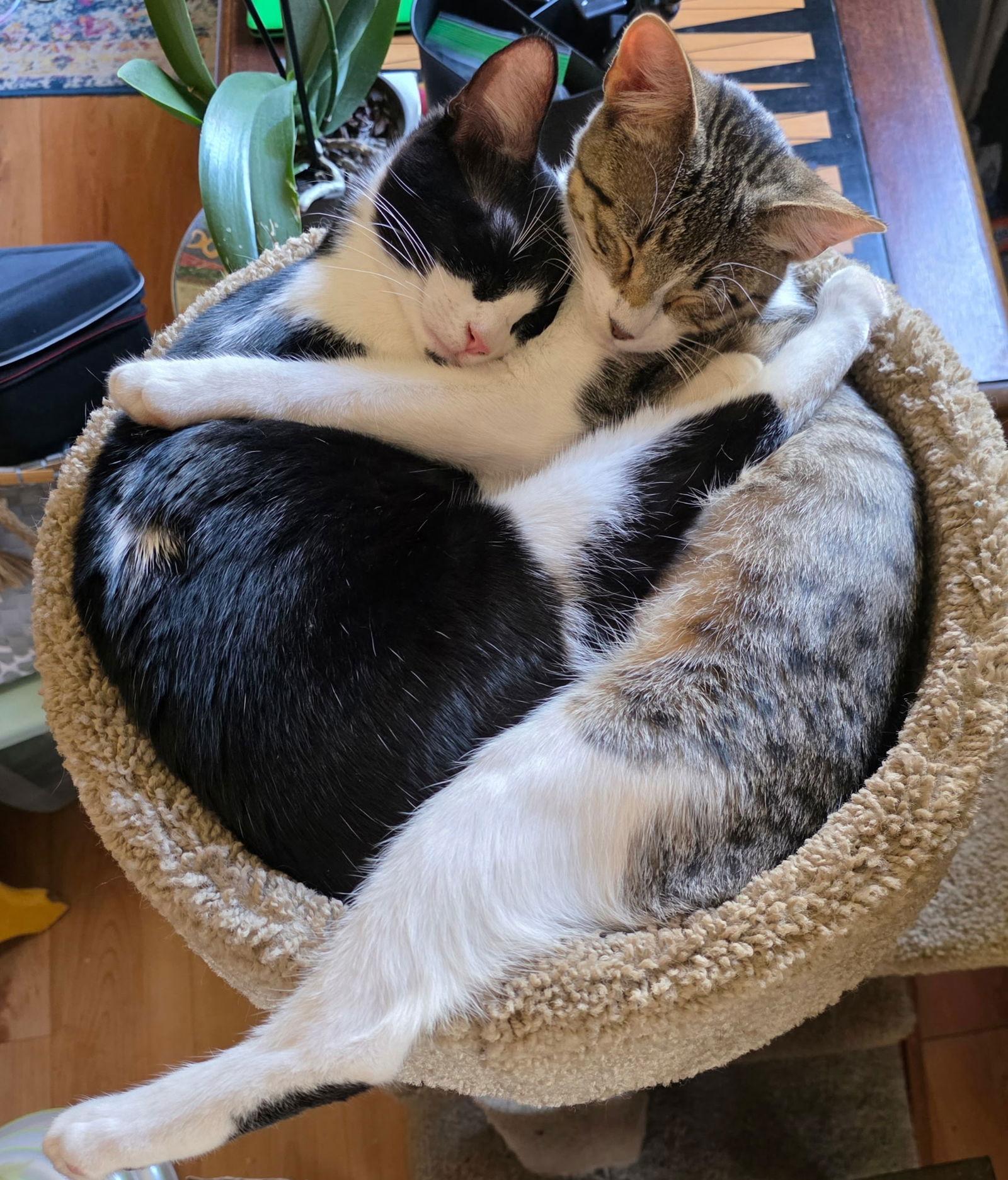 Rosie, a Adoptable Tabby in Lafayette, LA image 2/3