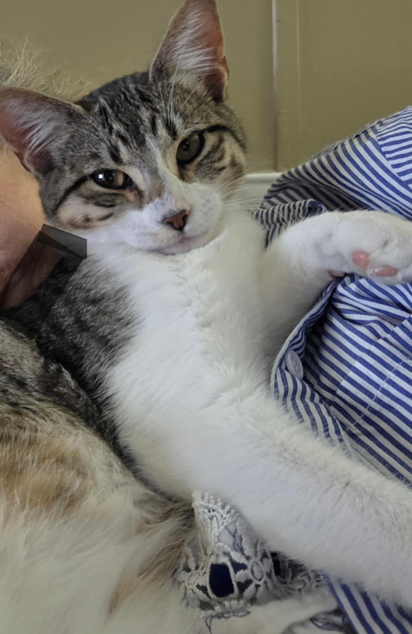 Rosie, a Adoptable Tabby in Lafayette, LA image 3/3