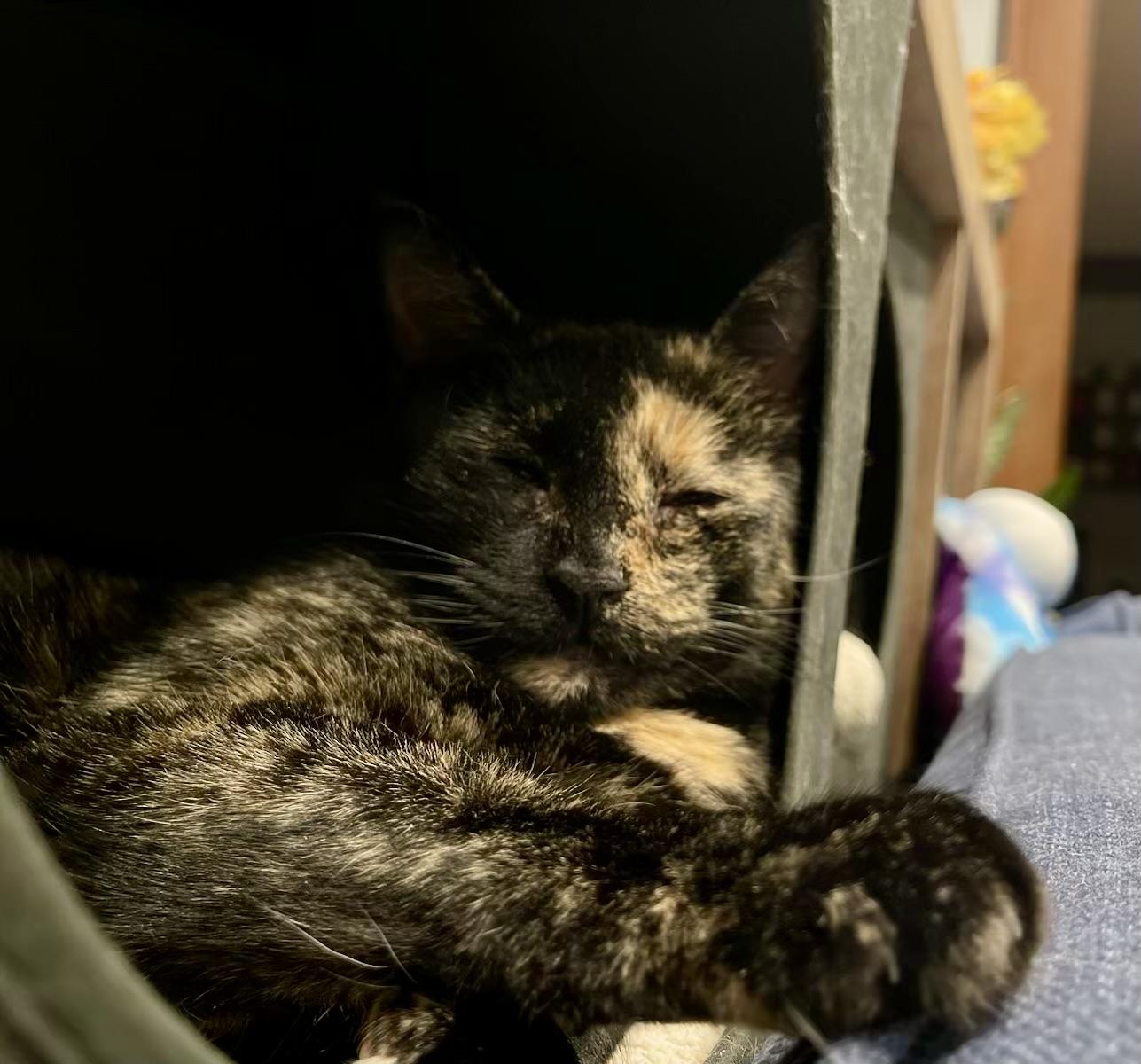 Cinnamon photo 3