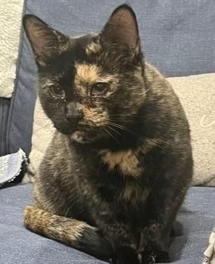 Cinnamon photo 4