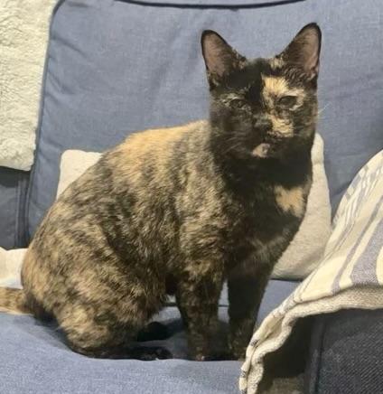 Cinnamon, Senior Female unknown