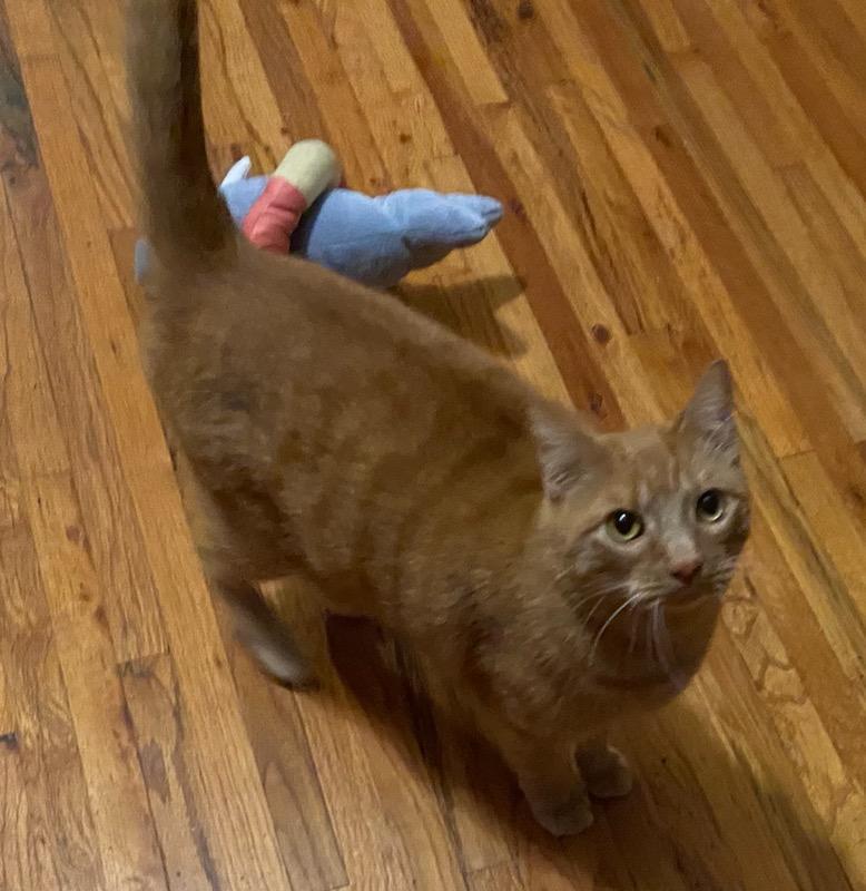 BamBam*ADOPTION*PENDING, a Adoptable Tabby in Waverly, IA image 4/6