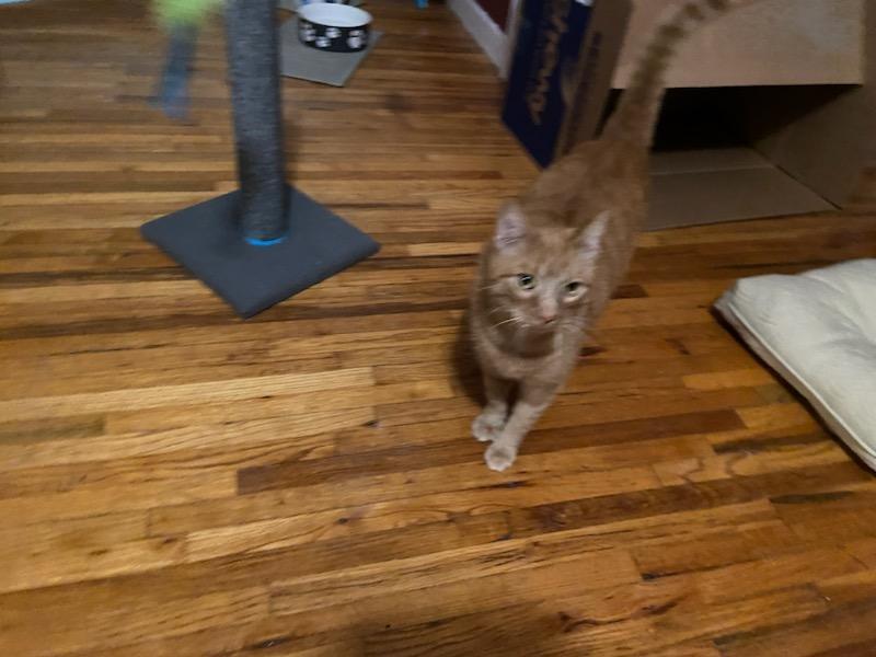 BamBam*ADOPTION*PENDING, a Adoptable Tabby in Waverly, IA image 5/6