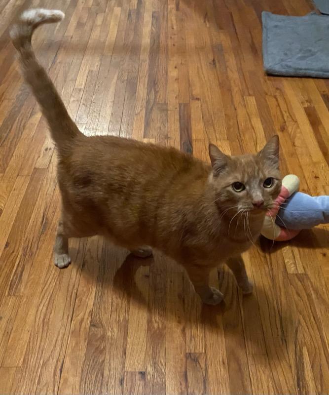 BamBam*ADOPTION*PENDING, a Adoptable Tabby in Waverly, IA image 6/6