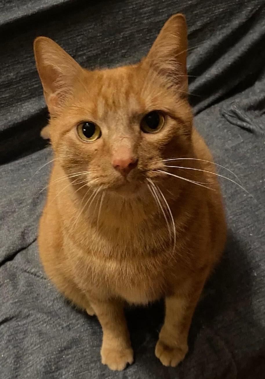 BamBam*ADOPTION*PENDING, Adoptable, Adult Male Tabby.