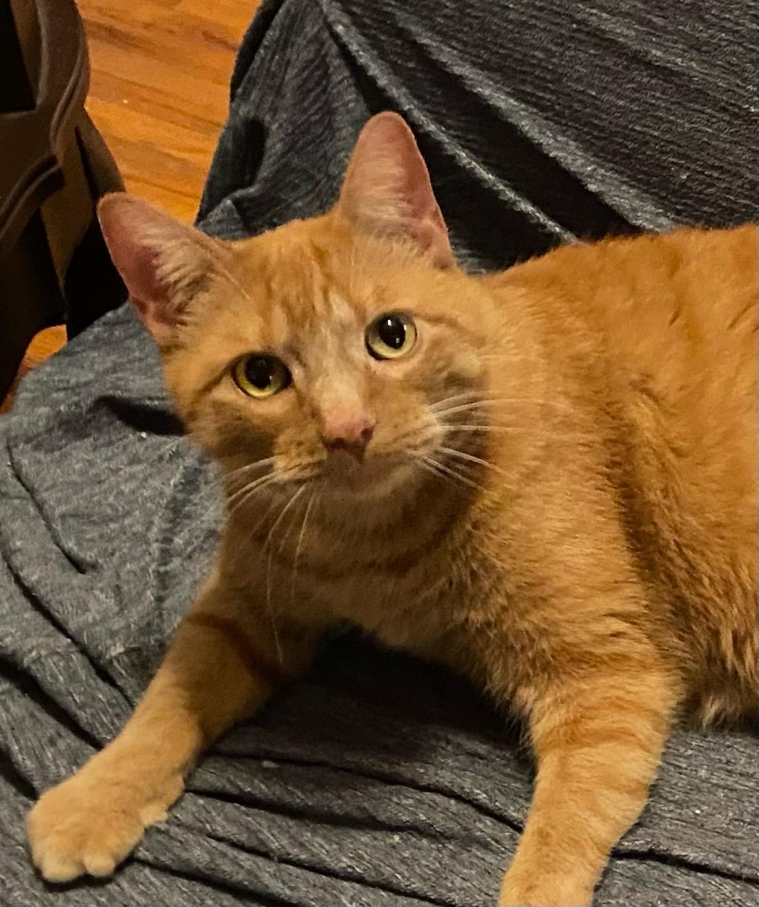 BamBam*ADOPTION*PENDING, a Adoptable Tabby in Waverly, IA image 2/6