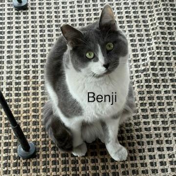 Enlarge Benji, a Adoptable Domestic Short Hair in Las Vegas, NV image 1/1