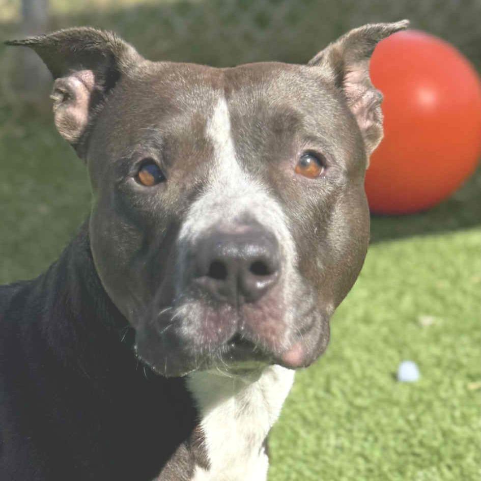 Kafreena, a Adoptable Pit Bull Terrier in Chattanooga, TN image 3/3