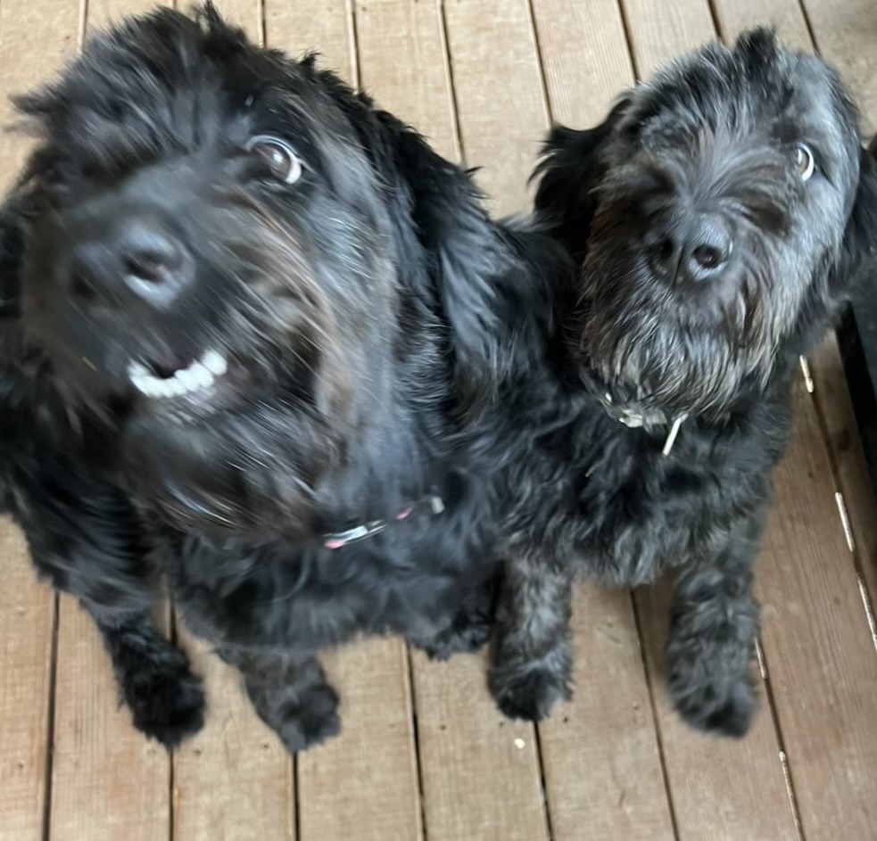Enlarge Suze (Bonded - See Dolly), a Adopted Labradoodle in Grayson, GA image 4/4