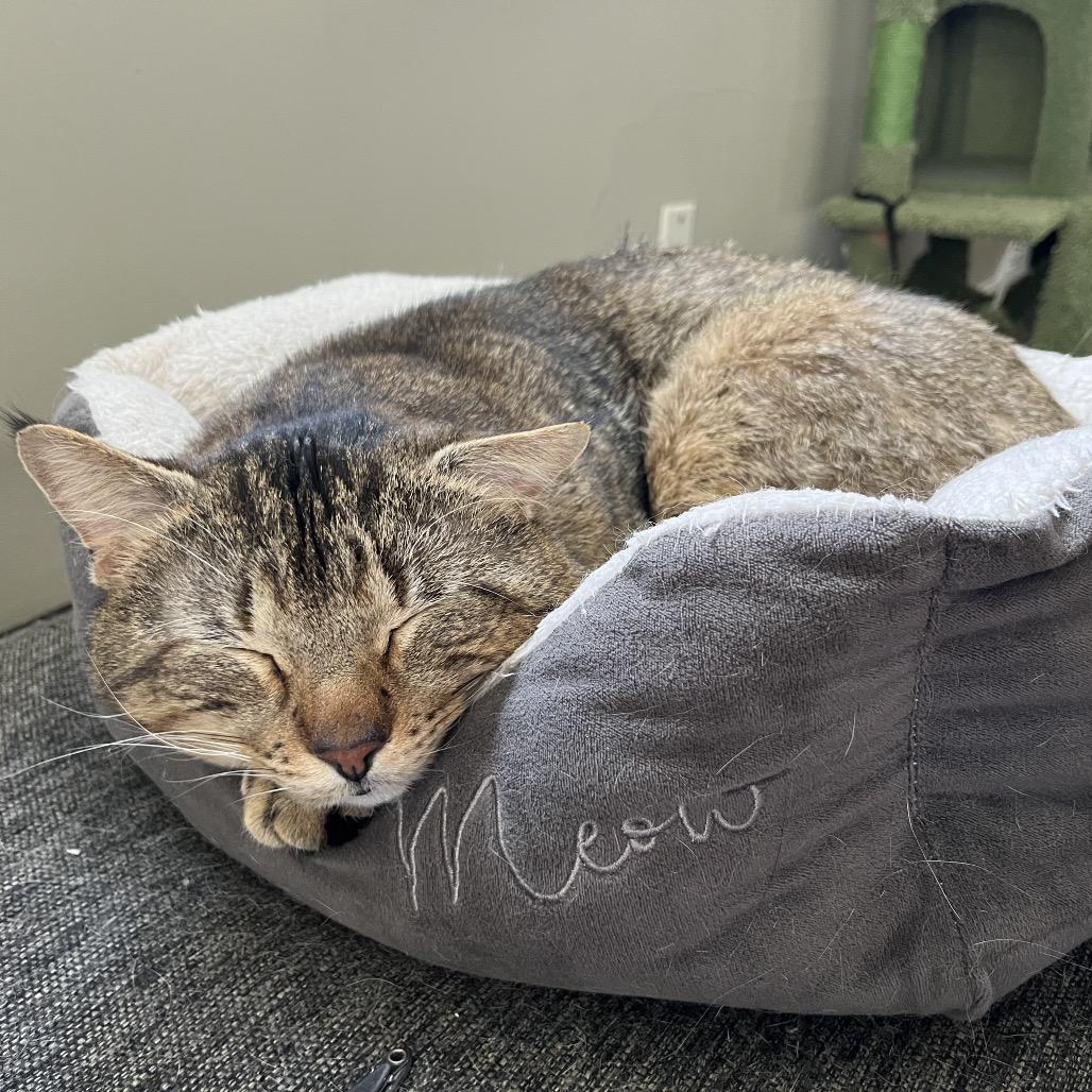 Grande, Adoptable, Adult Male Domestic Short Hair.