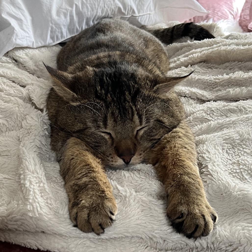 Enlarge Grande, a Adoptable Domestic Short Hair in Ferndale, MI image 2/5