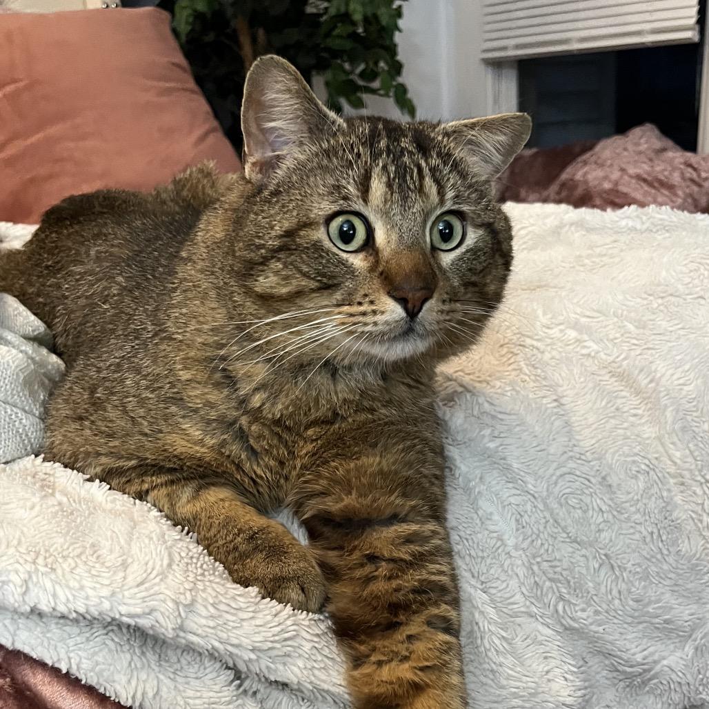 Enlarge Grande, a Adoptable Domestic Short Hair in Ferndale, MI image 3/5