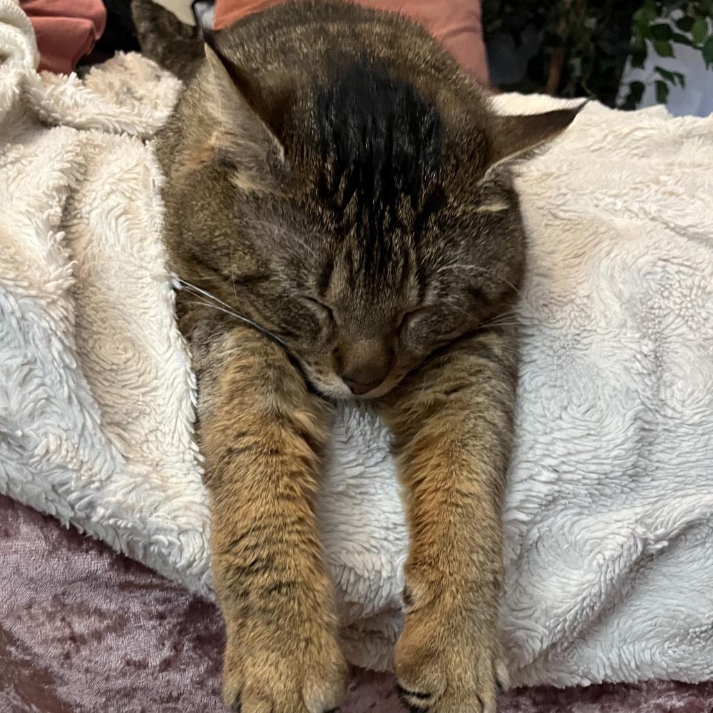 Enlarge Grande, a Adoptable Domestic Short Hair in Ferndale, MI image 4/5