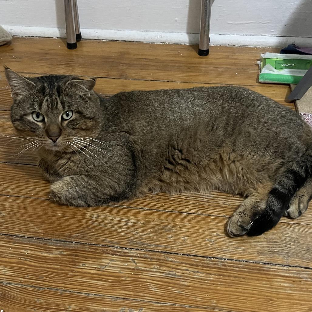 Grande, Adoptable, Adult Male Domestic Short Hair.