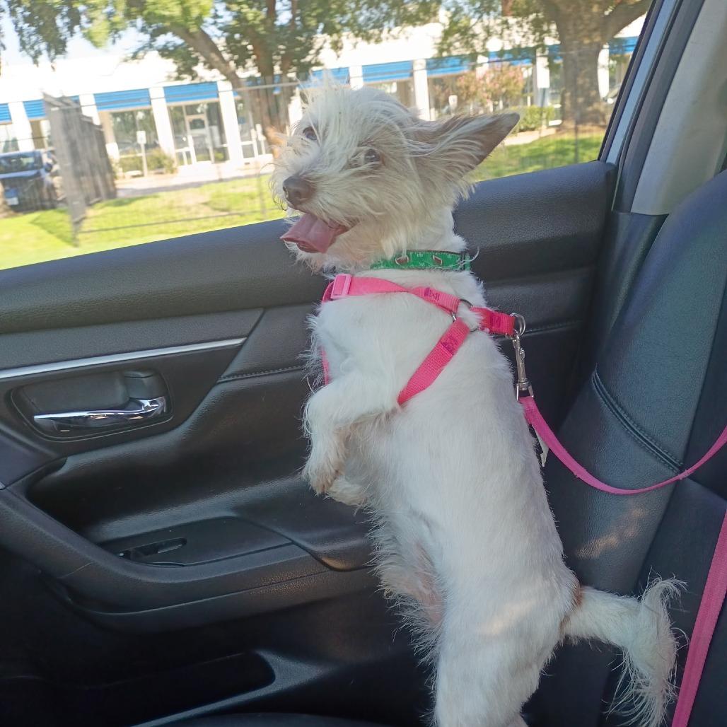 Enlarge Fiore, a Adoptable Terrier in Houston, TX image 1/6