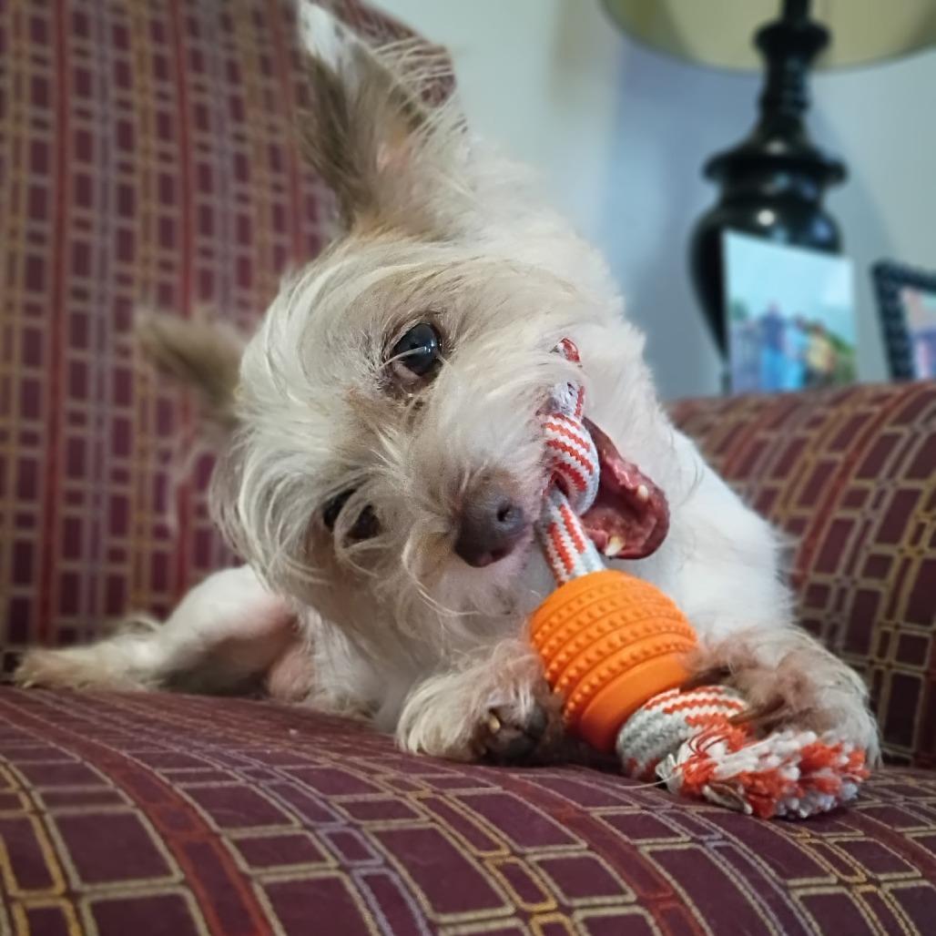 Enlarge Fiore, a Adoptable Terrier in Houston, TX image 2/6