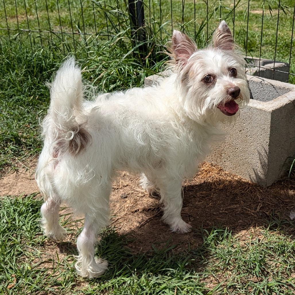 Enlarge Fiore, a Adoptable Terrier in Houston, TX image 3/6