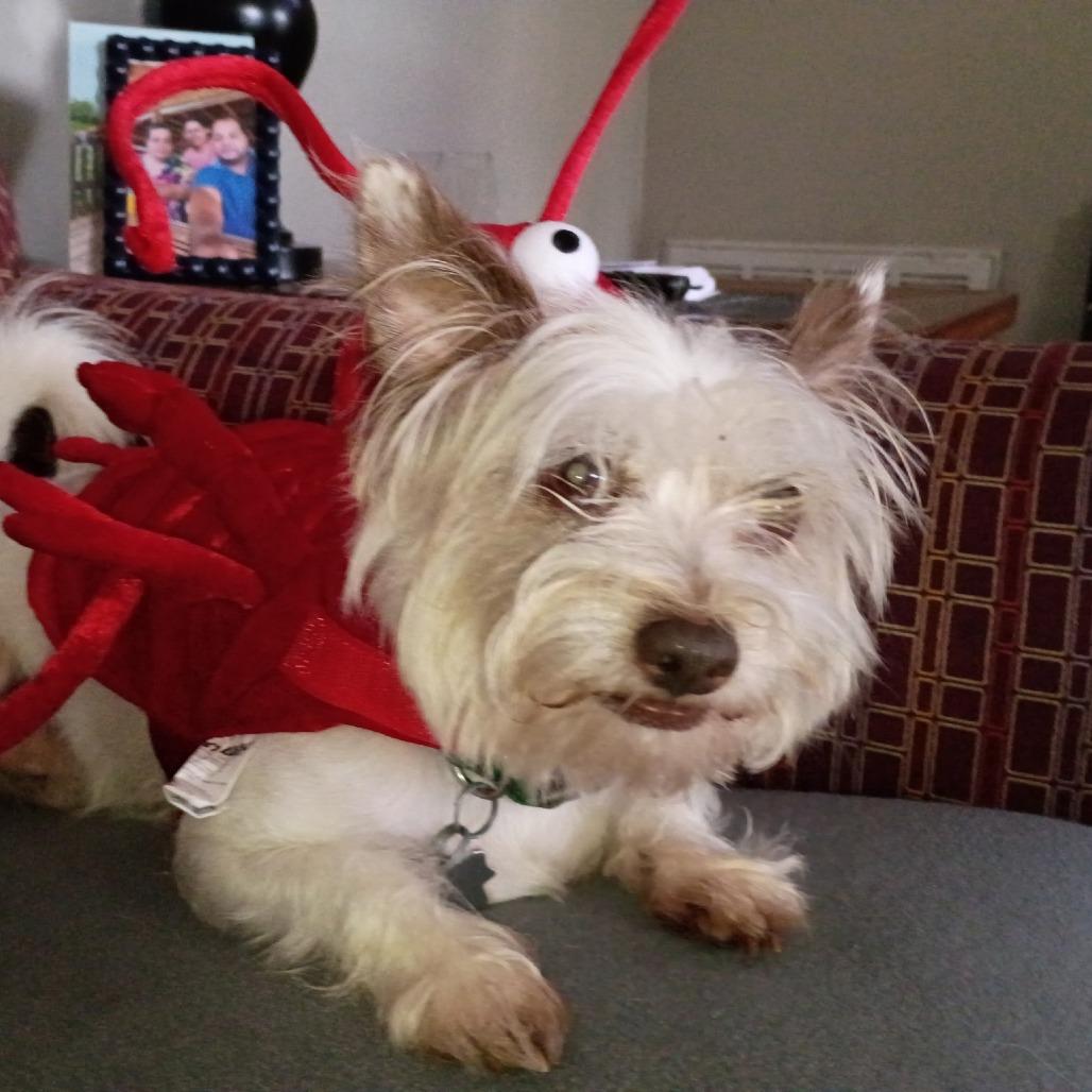 Enlarge Fiore, a Adoptable Terrier in Houston, TX image 3/6