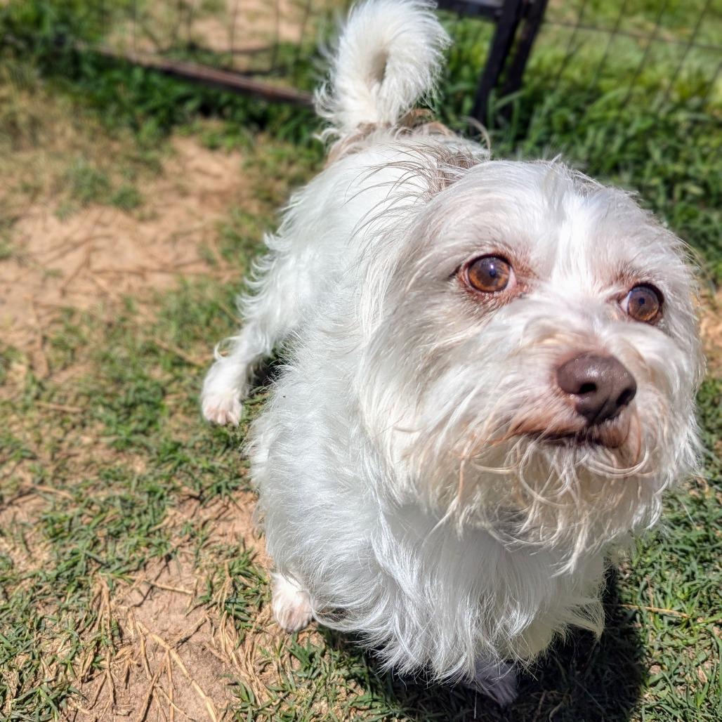 Enlarge Fiore, a Adoptable Terrier in Houston, TX image 5/6