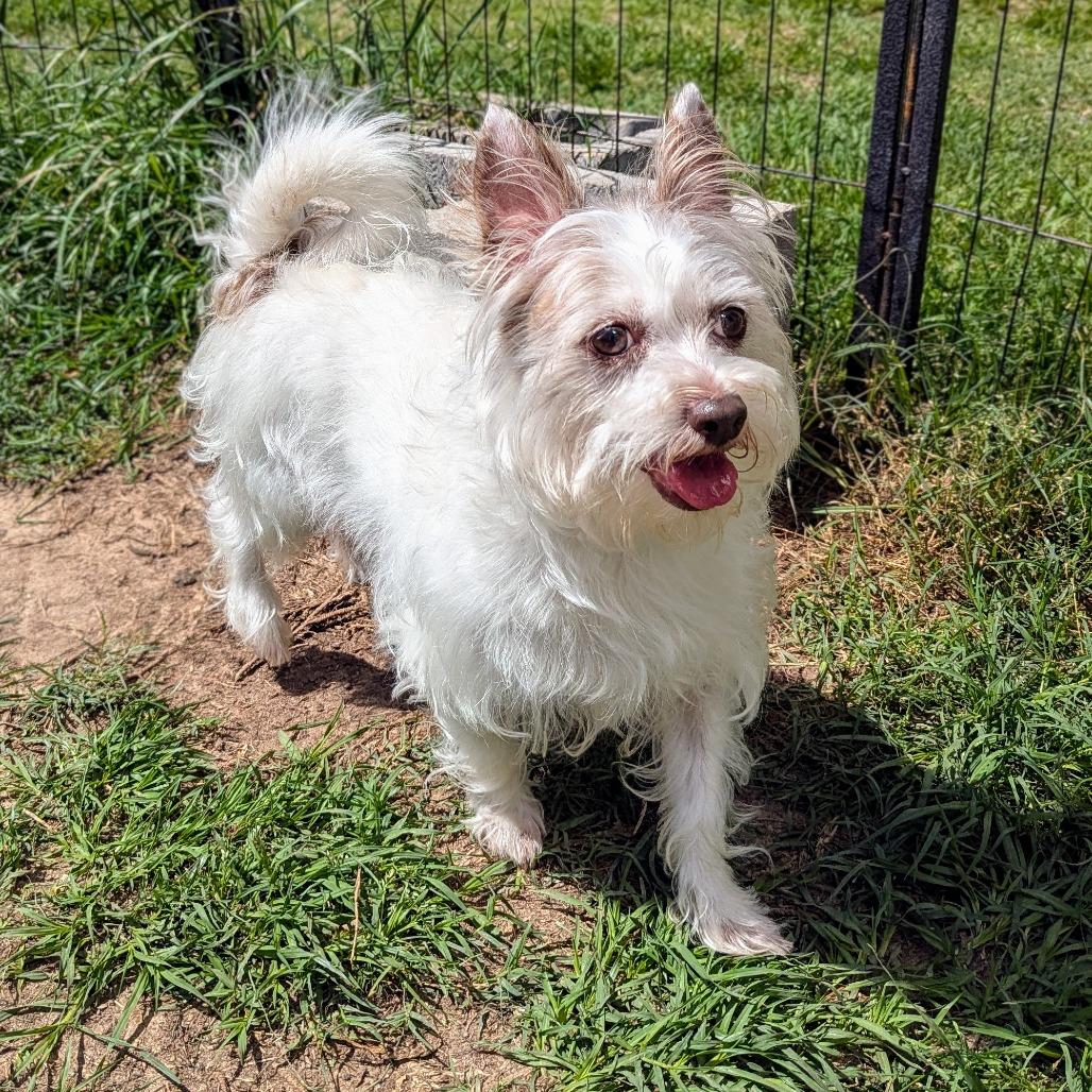 Enlarge Fiore, a Adoptable Terrier in Houston, TX image 6/6