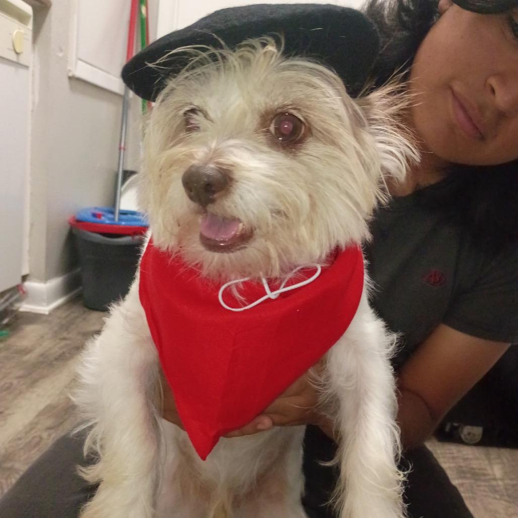 Enlarge Fiore, a Adoptable Terrier in Houston, TX image 6/6