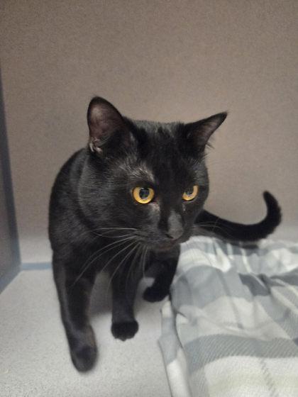 Felix, ADOPTABLE, Adult Male Domestic Short Hair.