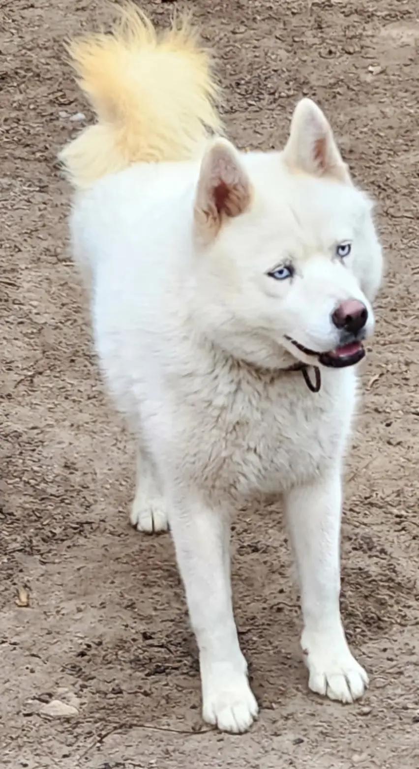 Enlarge Anastasia, a Adoptable mixed breed in Lakeland, FL image 5/5