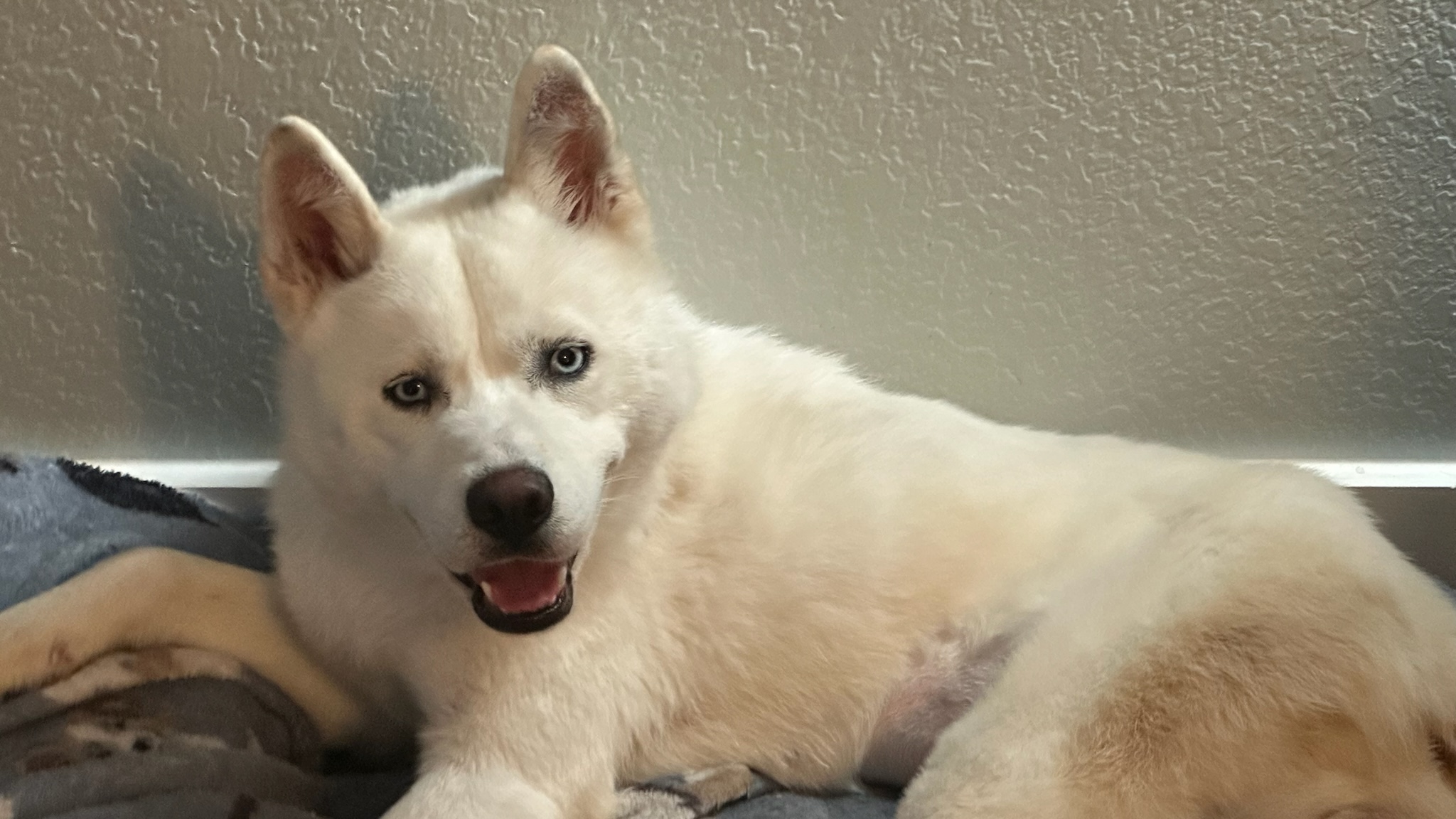 Enlarge Anastasia, a Adoptable mixed breed in Lakeland, FL image 3/5