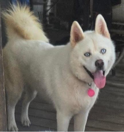 Anastasia, Adoptable, Young Female Siberian Husky & Akita.