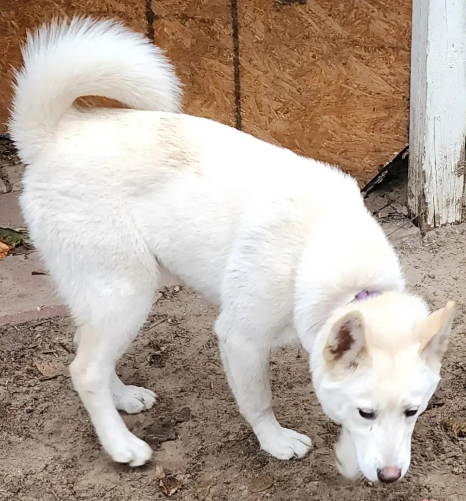 Enlarge Anastasia, a Adoptable mixed breed in Lakeland, FL image 2/5