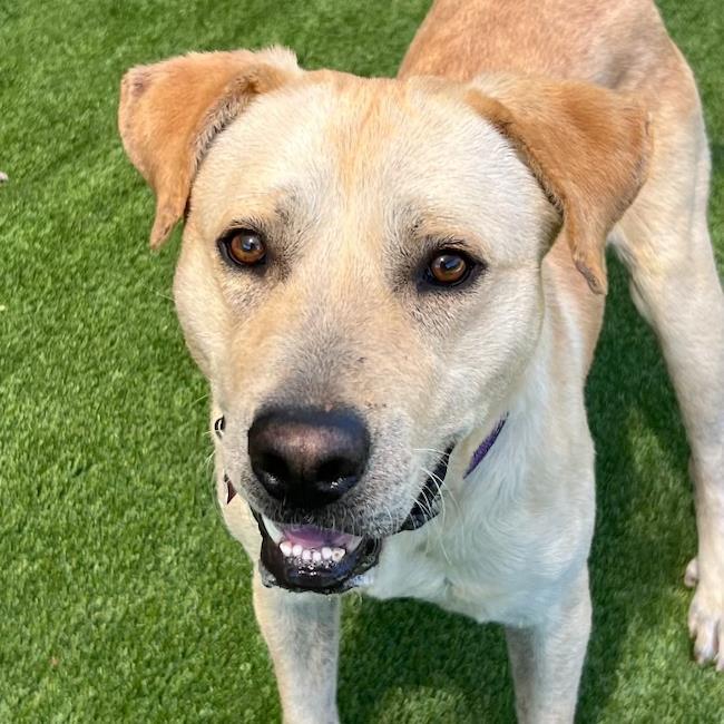 Carson, Adoptable, Adult Male Labrador Retriever.