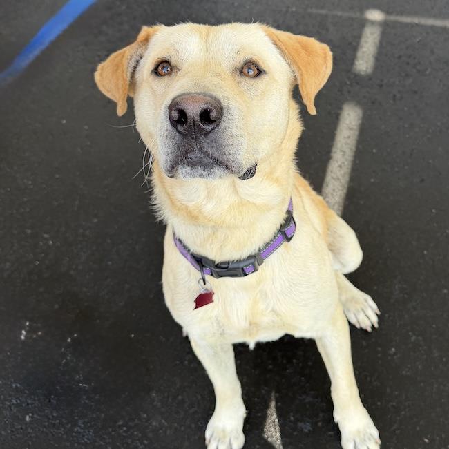 Carson, a Adoptable Labrador Retriever in San Diego, CA image 2/3