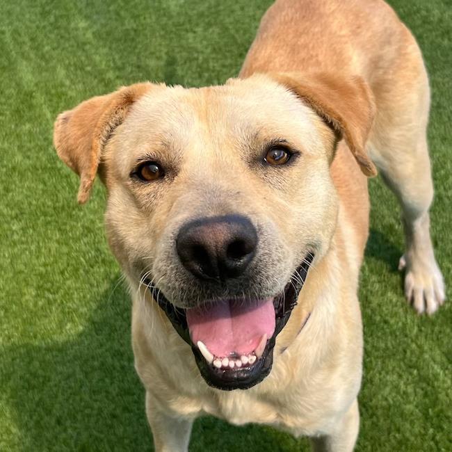 Enlarge Carson, a Adoptable Labrador Retriever in San Diego, CA image 2/3