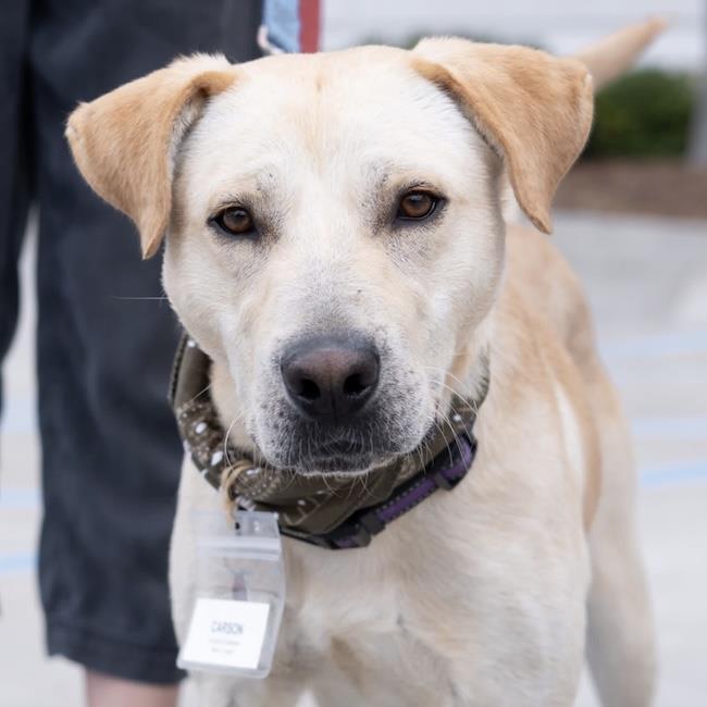 Enlarge Carson, a Adoptable Labrador Retriever in San Diego, CA image 3/3