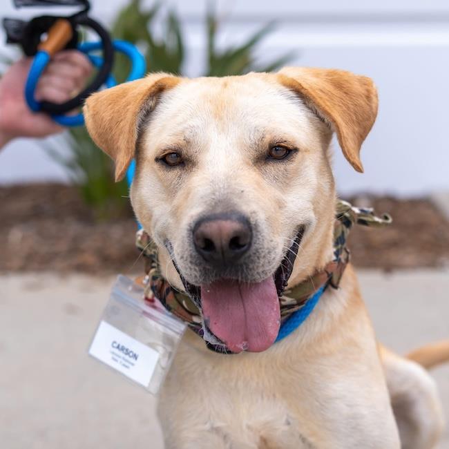Carson, a Adoptable Labrador Retriever in San Diego, CA image 3/3