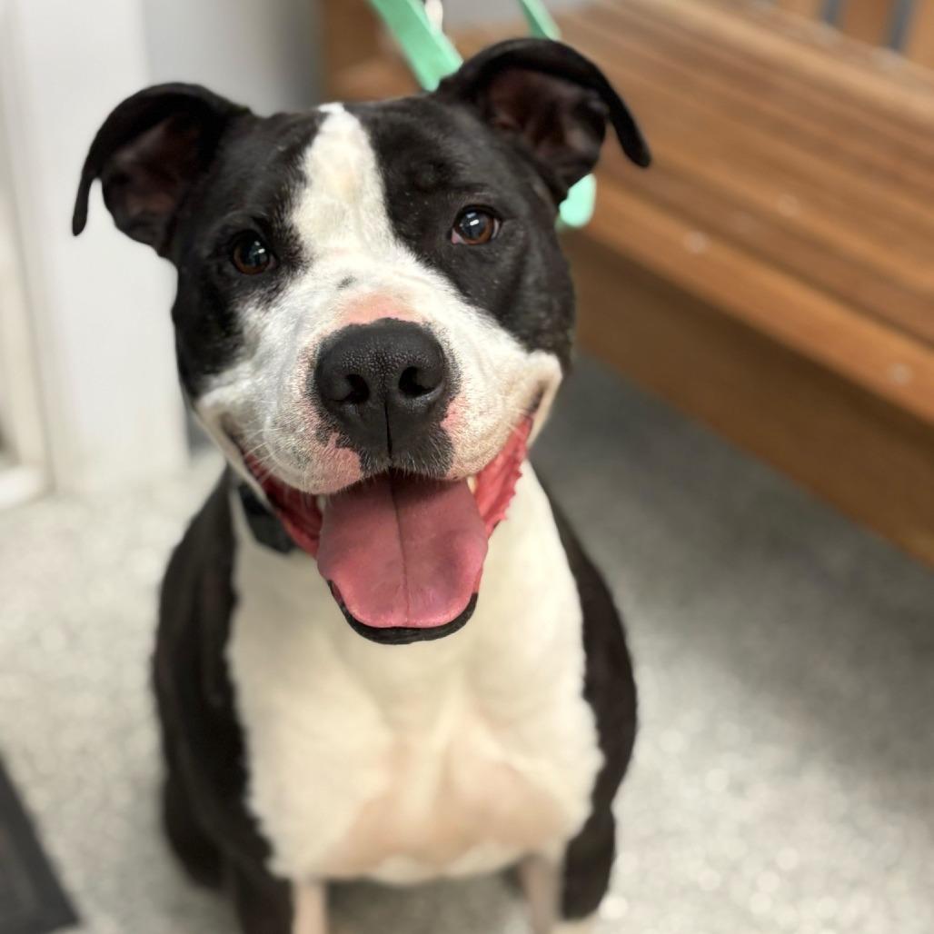 Enlarge Zola, a Adoptable Mixed Breed in Enfield, NH image 1/6