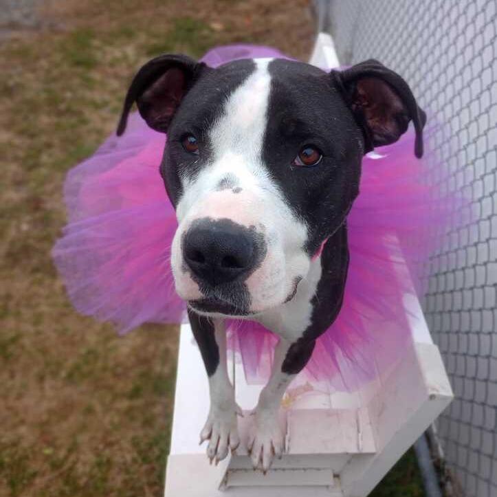 Zola, Adoptable, Adult Female Mixed Breed.