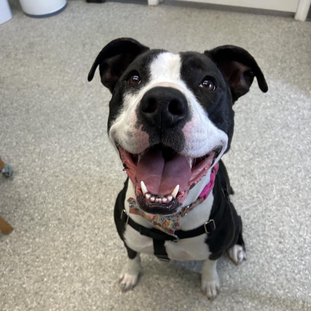 Zola, Adoptable, Adult Female Mixed Breed.