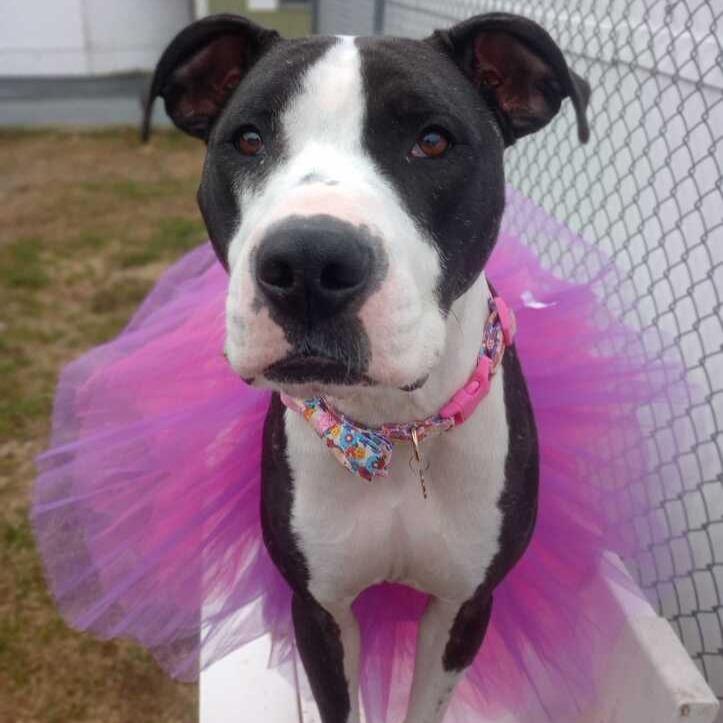 Enlarge Zola, a Adoptable Mixed Breed in Enfield, NH image 2/6
